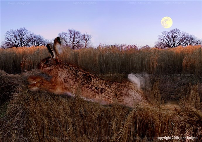 Hare & moon