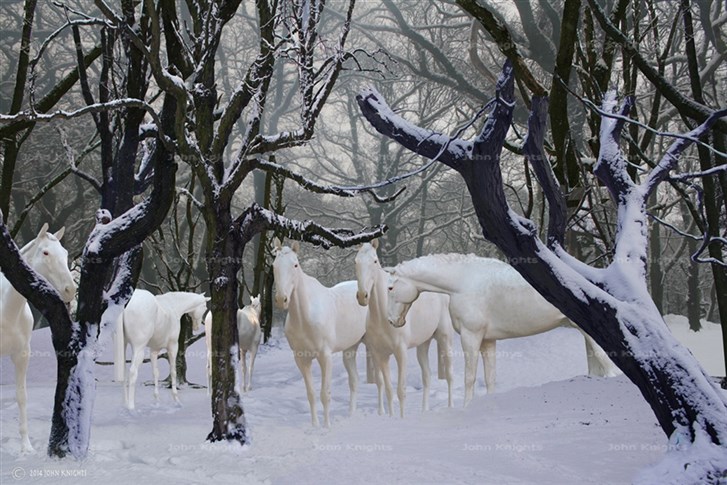 Winter Horses